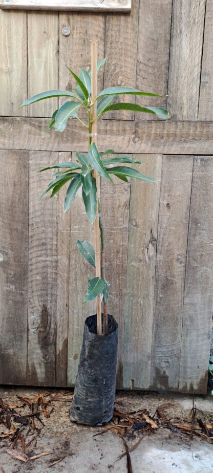 Heidi Mango
