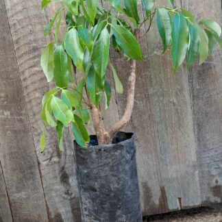 Mauritius Litchi
