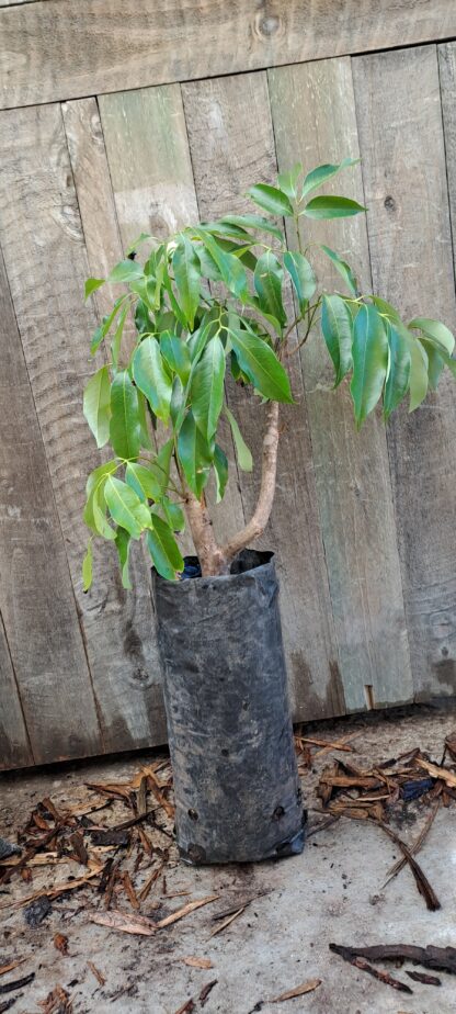 Mauritius Litchi