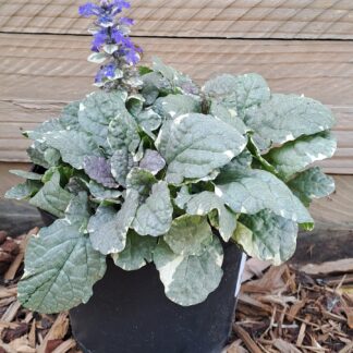 AJUGA REPTANS Bugleweed – Burgundy Glow 15cm
