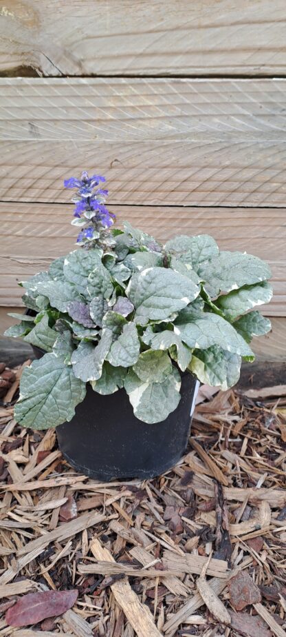 AJUGA REPTANS Bugleweed - Burgundy Glow 15cm