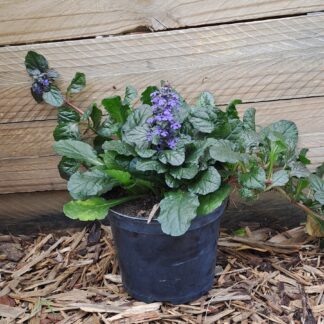 AJUGA REPTANS Bugleweed – Dark Mahogany 15cm