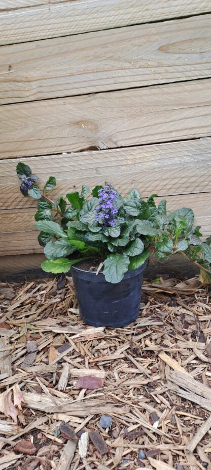 AJUGA REPTANS Bugleweed - Dark Mahogany 15cm