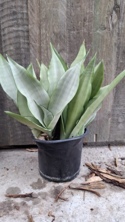 Moonshine Sansevieria