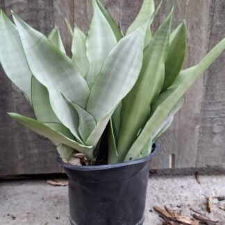 Moonshine Sansevieria