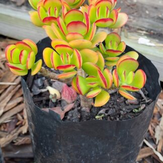 Crassula Ovata “Hummels sunset” Jade plant