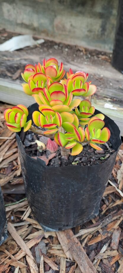 Crassula Ovata "Hummels sunset" Jade plant
