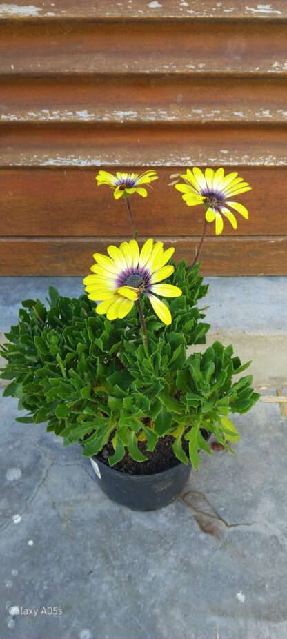 OSTEOSPERMUM ECKLONIS African Daisy - Serenity Blue Eyed Beauty 15cm - Image 2