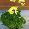 JPEG_20250604_113940_4830659843557866384-scaled.jpg OSTEOSPERMUM ECKLONIS African Daisy - Serenity Blue Eyed Beauty 15cm