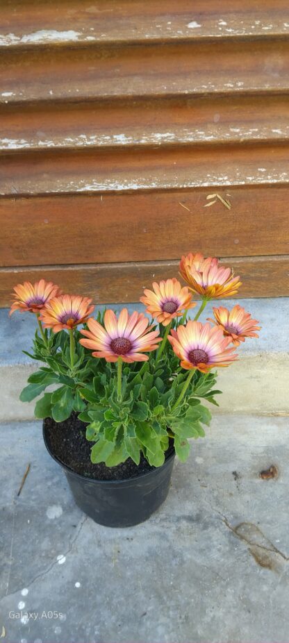 OSTEOSPERMUM ECKLONIS African Daisy - Serenity Coral Magic 15cm - Image 2