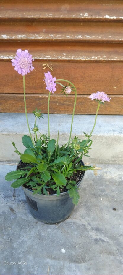 SCABIOSA COLUMBARIA Pincushion Flower - Pink Mist 15cm - Image 2