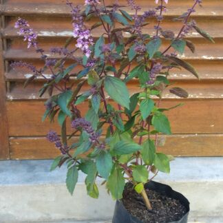 OCIMUM KILIMANDSCHARICUM × BASILICUM African Blue Basil – Dark Opal 2,5L