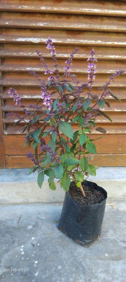 OCIMUM KILIMANDSCHARICUM × BASILICUM African Blue Basil - Dark Opal 2,5L