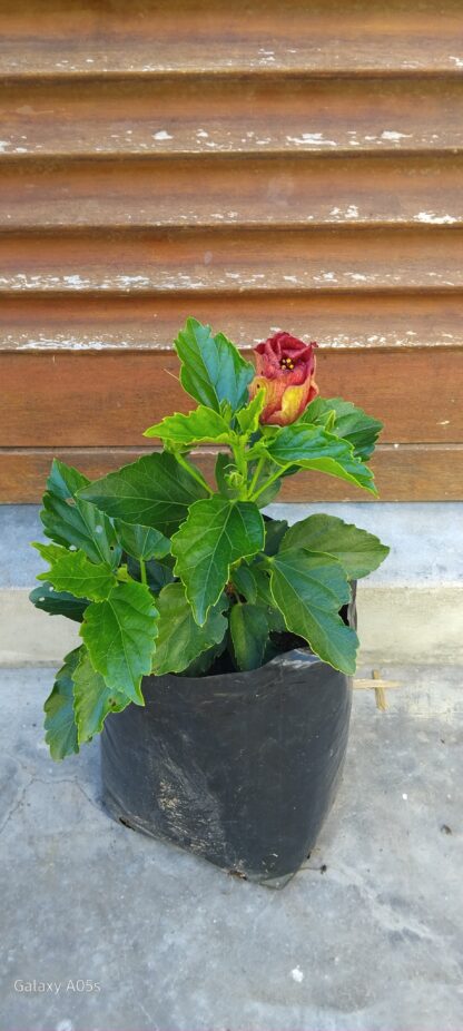 HIBISCUS ROSA-SINENSIS Chinese Hibiscus - Hollywood First to Arrive Red 4,5L - Image 2