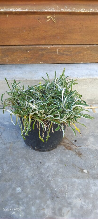 DYMONDIA MARGARETAE Silver Carpet 15cm - Image 2