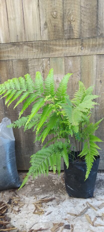 Mountain Wood Fern