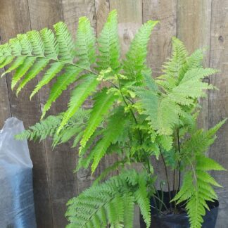 Mountain Wood Fern