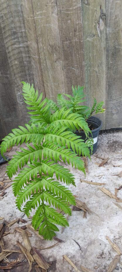European Chain Fern