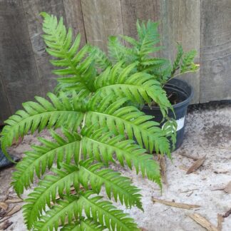 European Chain Fern