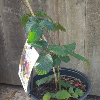 Roseblack Prime 23cm