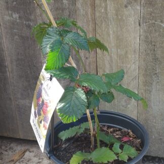 Blackberry Rosoblack Prime 23cm