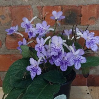 Streptocarpus Bethani