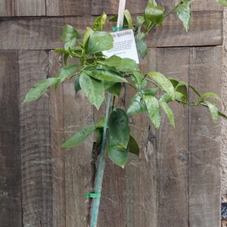 Torroco Lppolito ( Blood Orange ) 11l