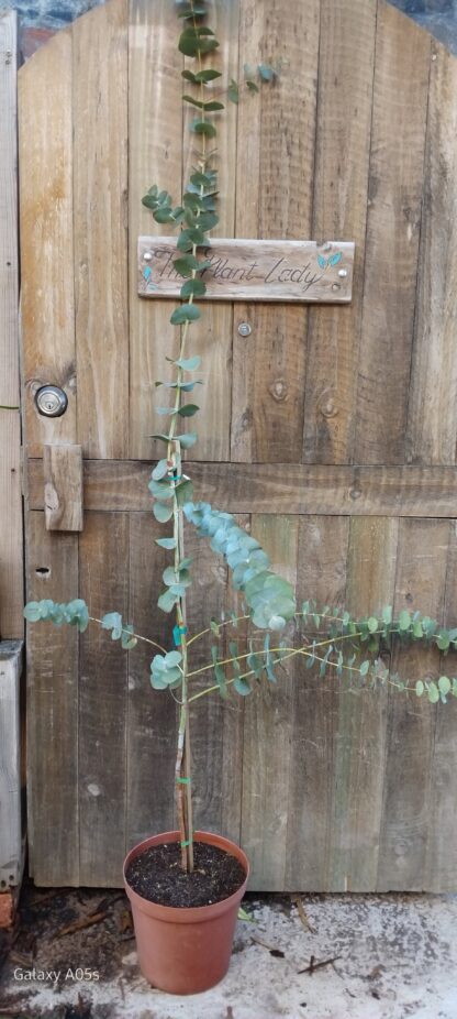 Eucalyptus Siver Dollar