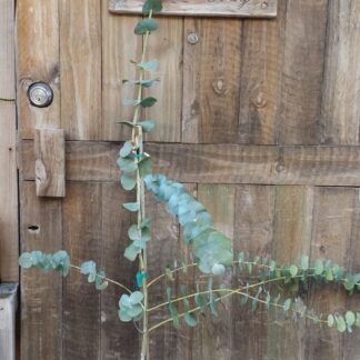 Eucalyptus Siver Dollar