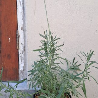 LAVANDULA X INTERMEDIA Lavender – Margarets Roberts 17cm