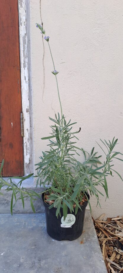 LAVANDULA X INTERMEDIA Lavender - Margarets Roberts 17cm