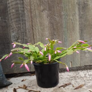 Merkava Schlumbergera