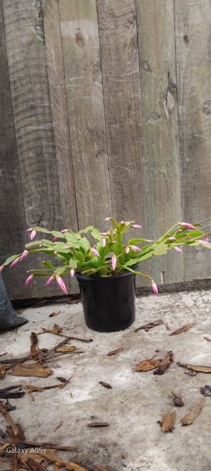 Merkava Schlumbergera