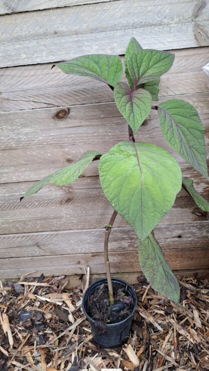 Bartlettina Sordida 'Purple Torch' - Image 2