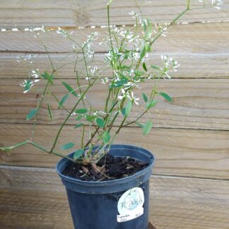 EUPHORBIA HYPERICIFOLIA – Breathless White 15cm