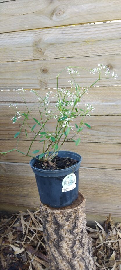 EUPHORBIA HYPERICIFOLIA - Breathless White 15cm