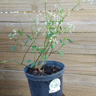 EUPHORBIA HYPERICIFOLIA - Breathless White 15cm
