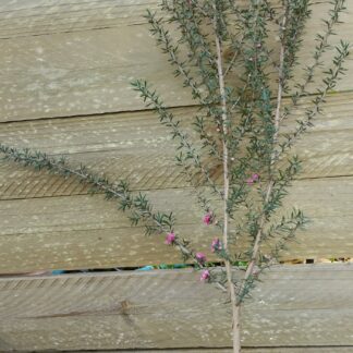 LEPTOSPERMUM SCOPARIUM Tea Bush – Burgundy Queen 3L
