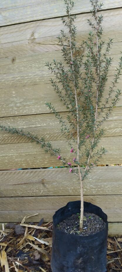 LEPTOSPERMUM SCOPARIUM Tea Bush - Burgundy Queen 3L