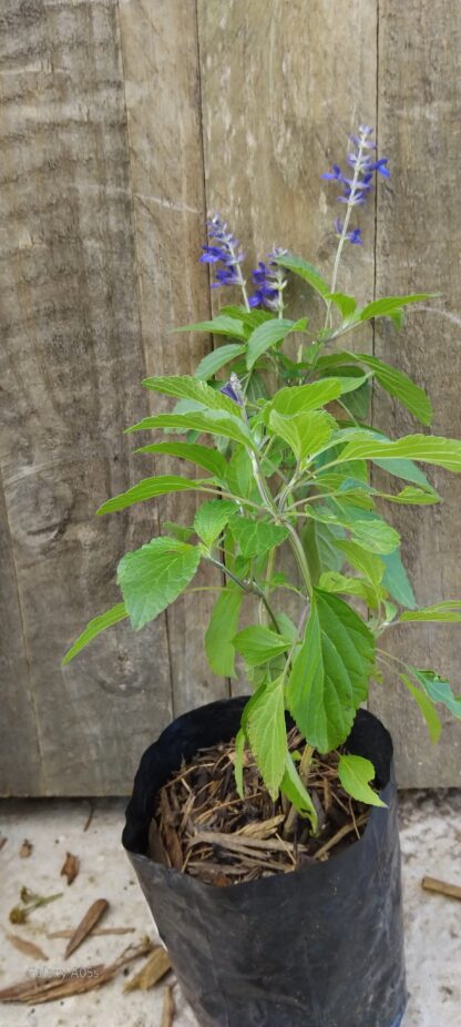 Salvia Guarantica Blue Enigma