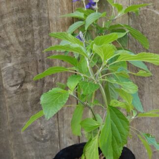 Salvia Guarantica Blue Enigma