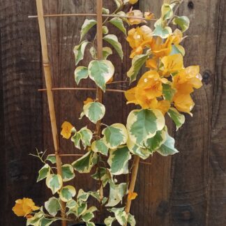 Bougainvillea Delta Dawn