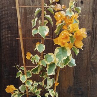 Bougainvillea Delta Dawn