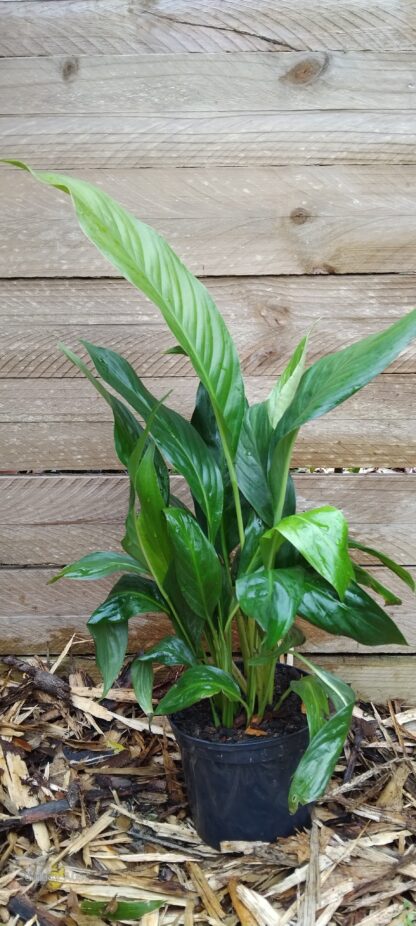 Sweet Chico Peace Lily