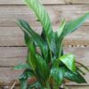 JPEG_20250702_100456_6790451312280635964-scaled.jpg Sweet Chico Peace Lily