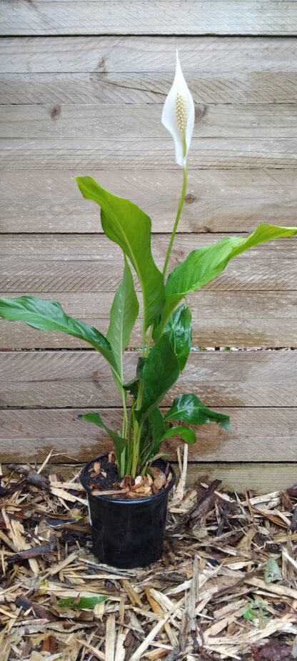 Sweet Chico Peace Lily - Image 2
