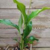 JPEG_20250702_100523_4076032404749587288-scaled.jpg Sweet Chico Peace Lily