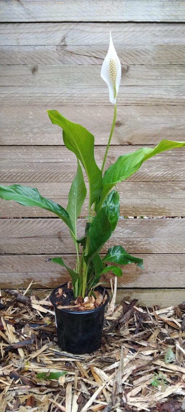 JPEG_20250702_100523_4076032404749587288-scaled.jpg Sweet Chico Peace Lily