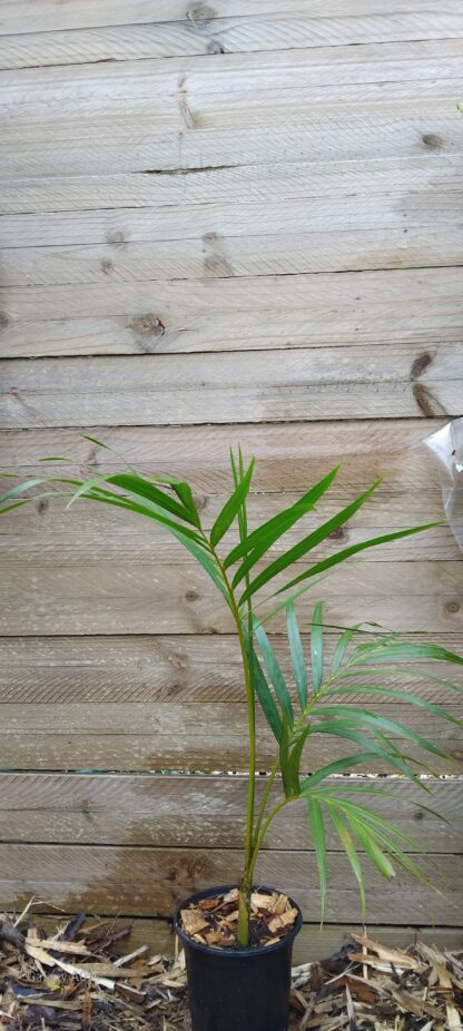 Chrysalidocarpus lutescens (Areca / Bamboo Palm)