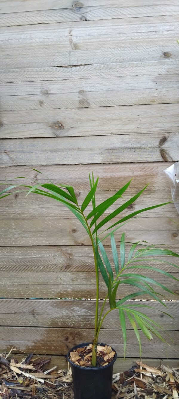 Chrysalidocarpus lutescens (Areca / Bamboo Palm)